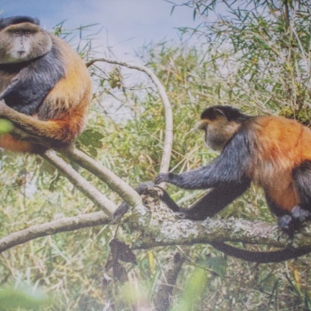 "Golden Monkeys" photography print on stretched canvas, 16"x20" by Nancy